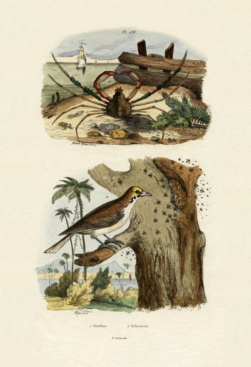 Skorpionedderkoppkrabbe, 1833-39 av French School