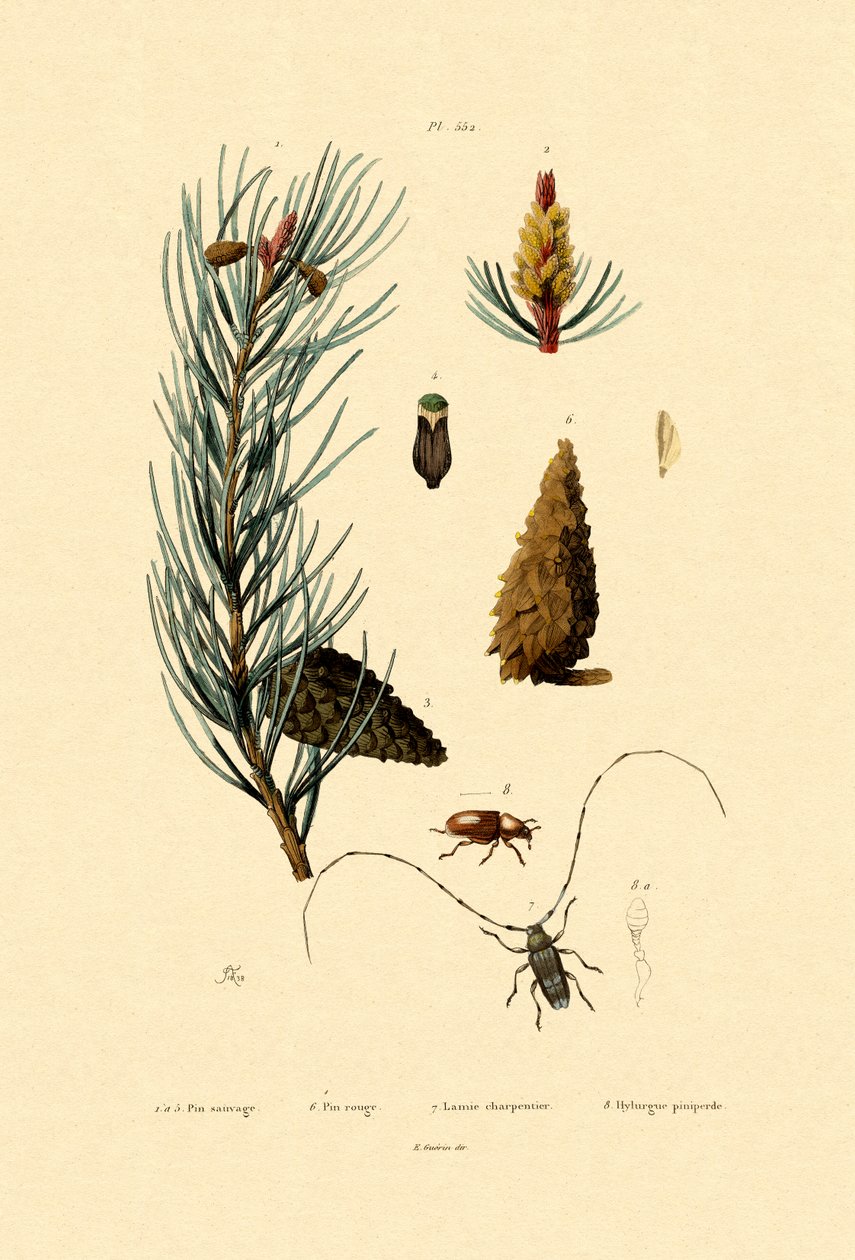 furu, 1833-39 av French School