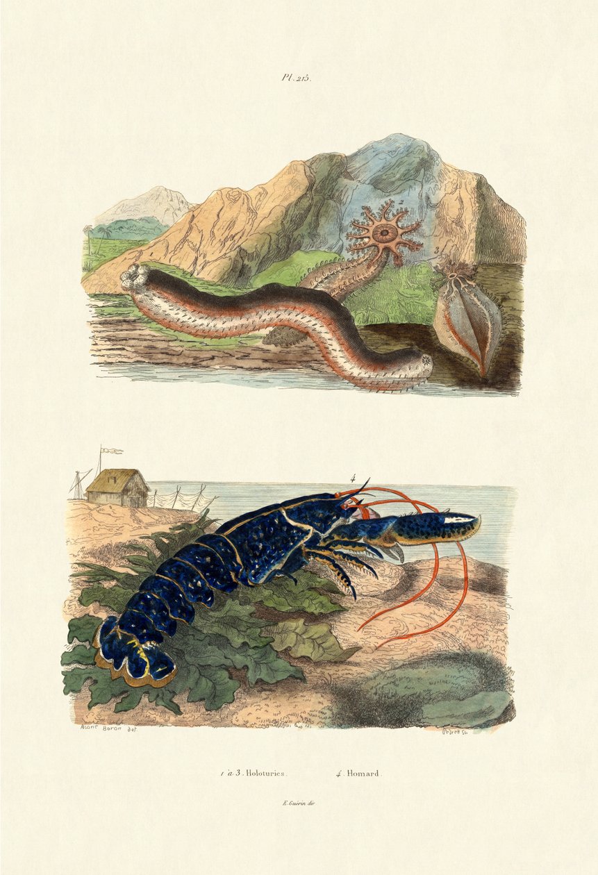 Sjøagurker, 1833-39 av French School