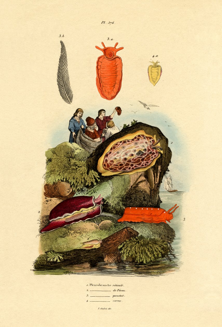 Sjøsnegler, 1833-39 av French School