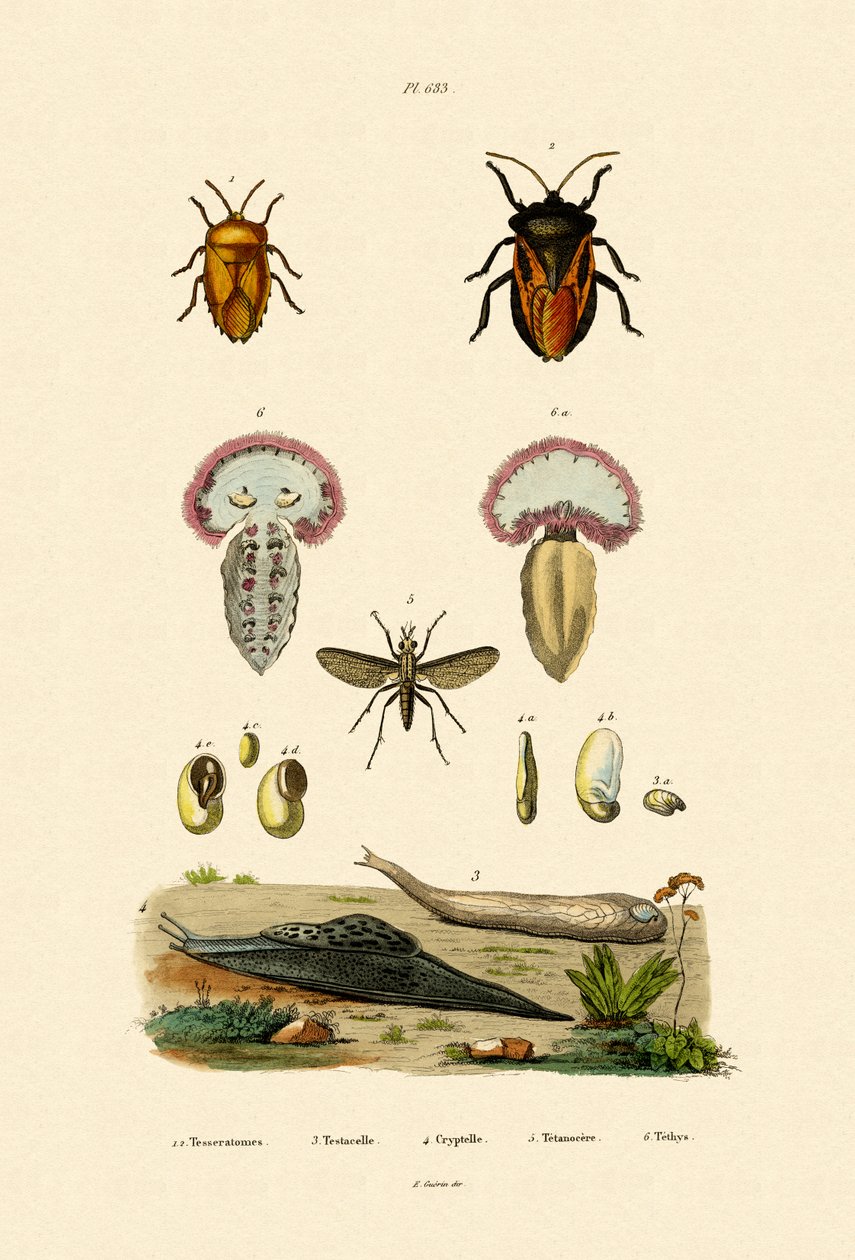 Stinkbugs, 1833-39 av French School