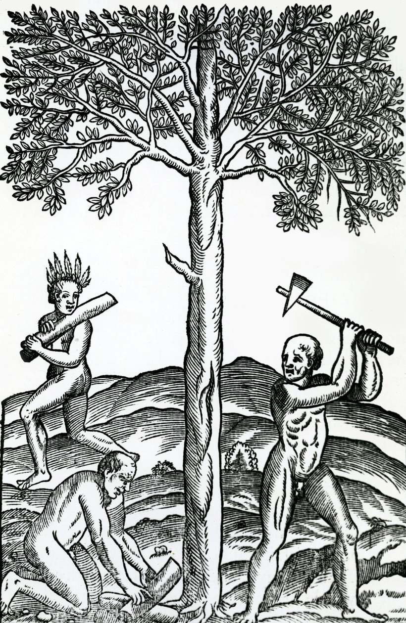 Treskjæring, illustrasjon fra Singularities of France Antarctique, av Andre de Thevet, 1558 av French School