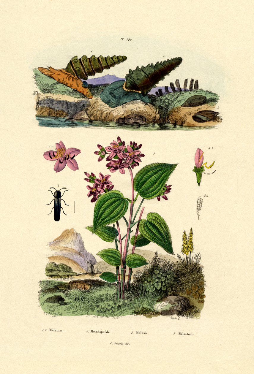 Trompetsnegl, 1833-39 av French School