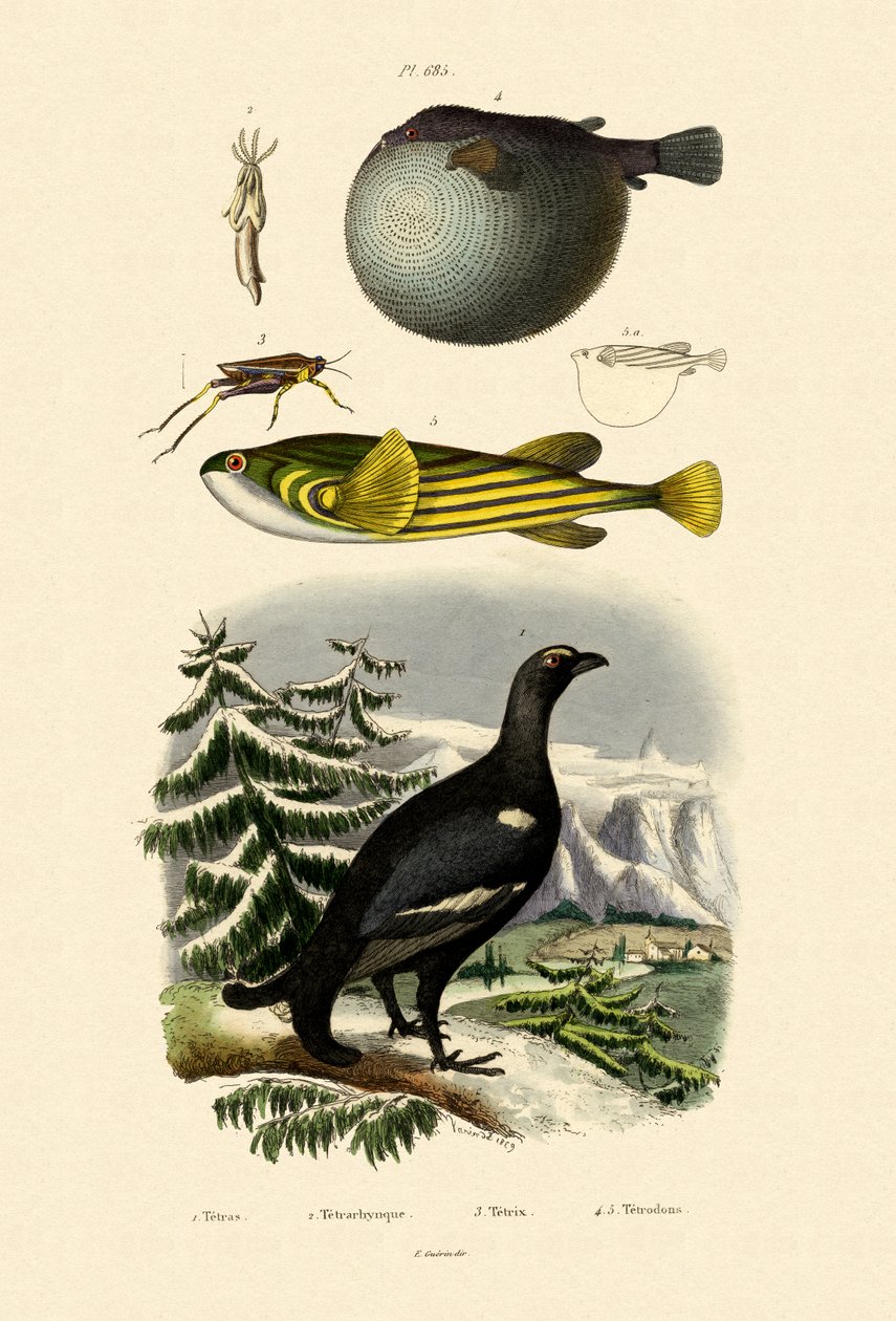 Skorrype, 1833-39 av French School