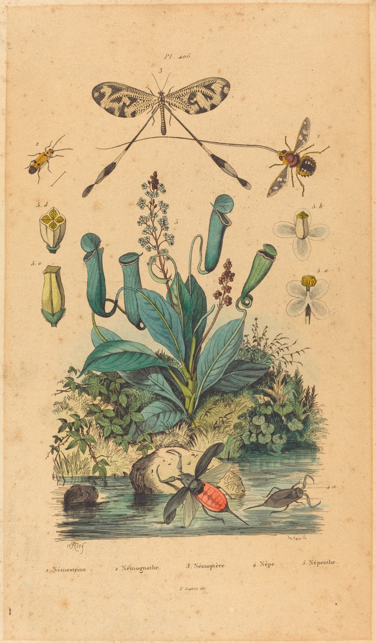 Insekter og blomster av French 19th Century
