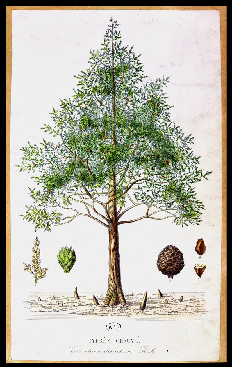 Bald Cypress Tree av French School