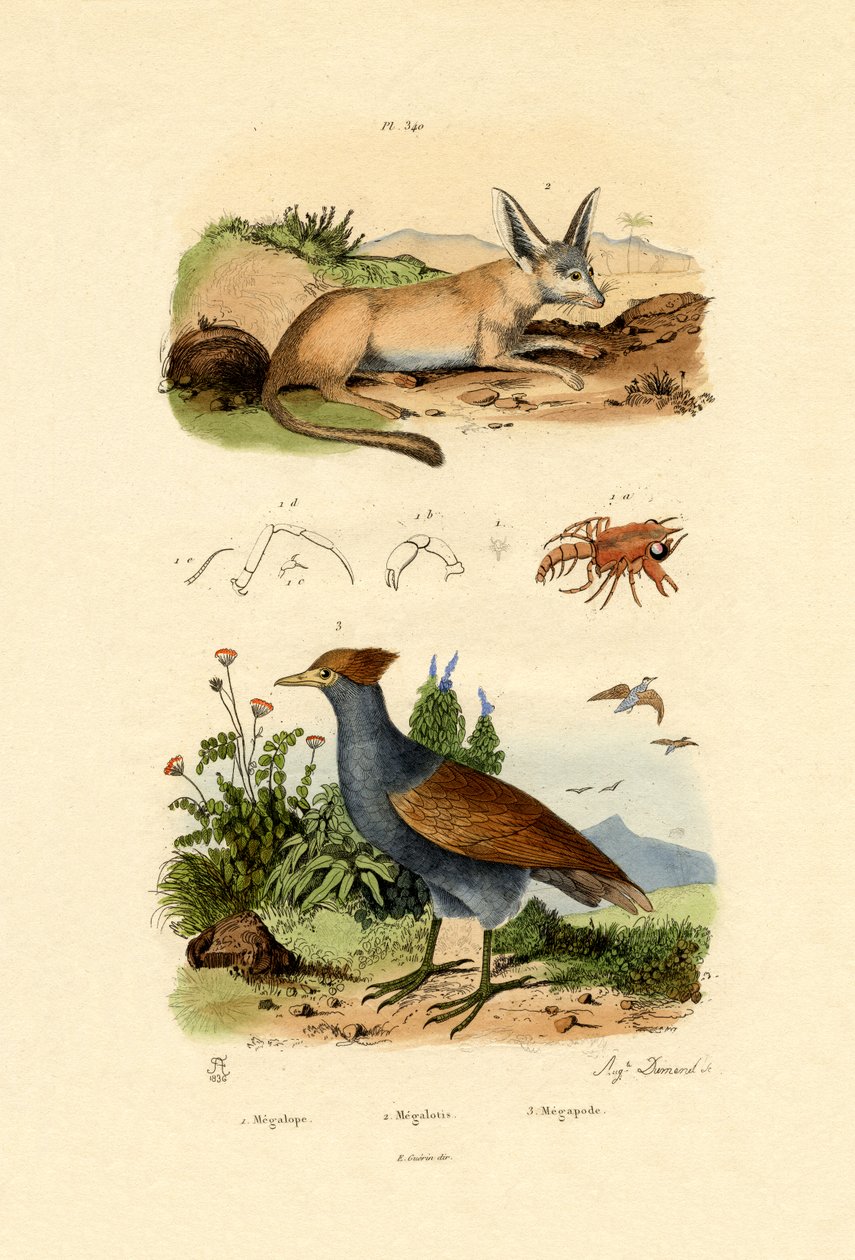 Bat-eared rev, 1833-39 av French School