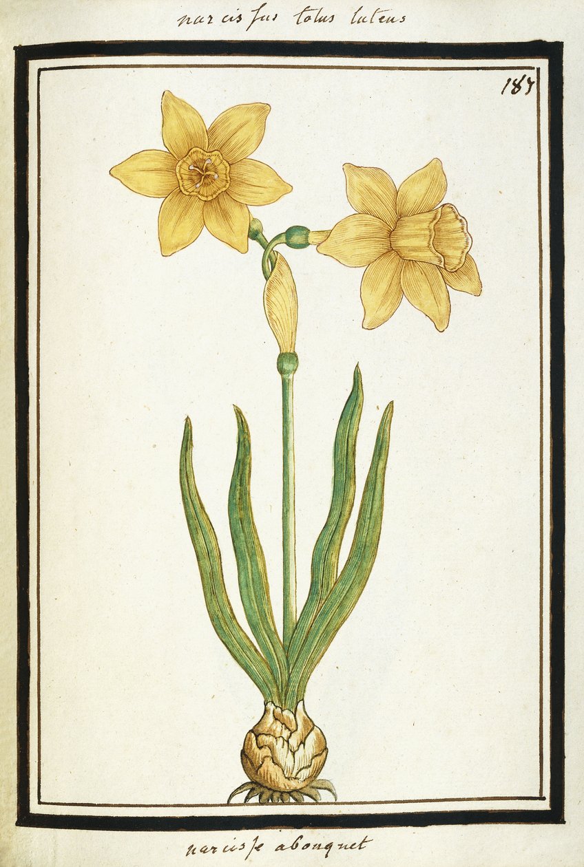 Bukett Narcissus, ca. 1700 av French School