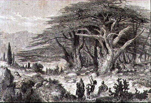 Cedar trær i Libanon av French School