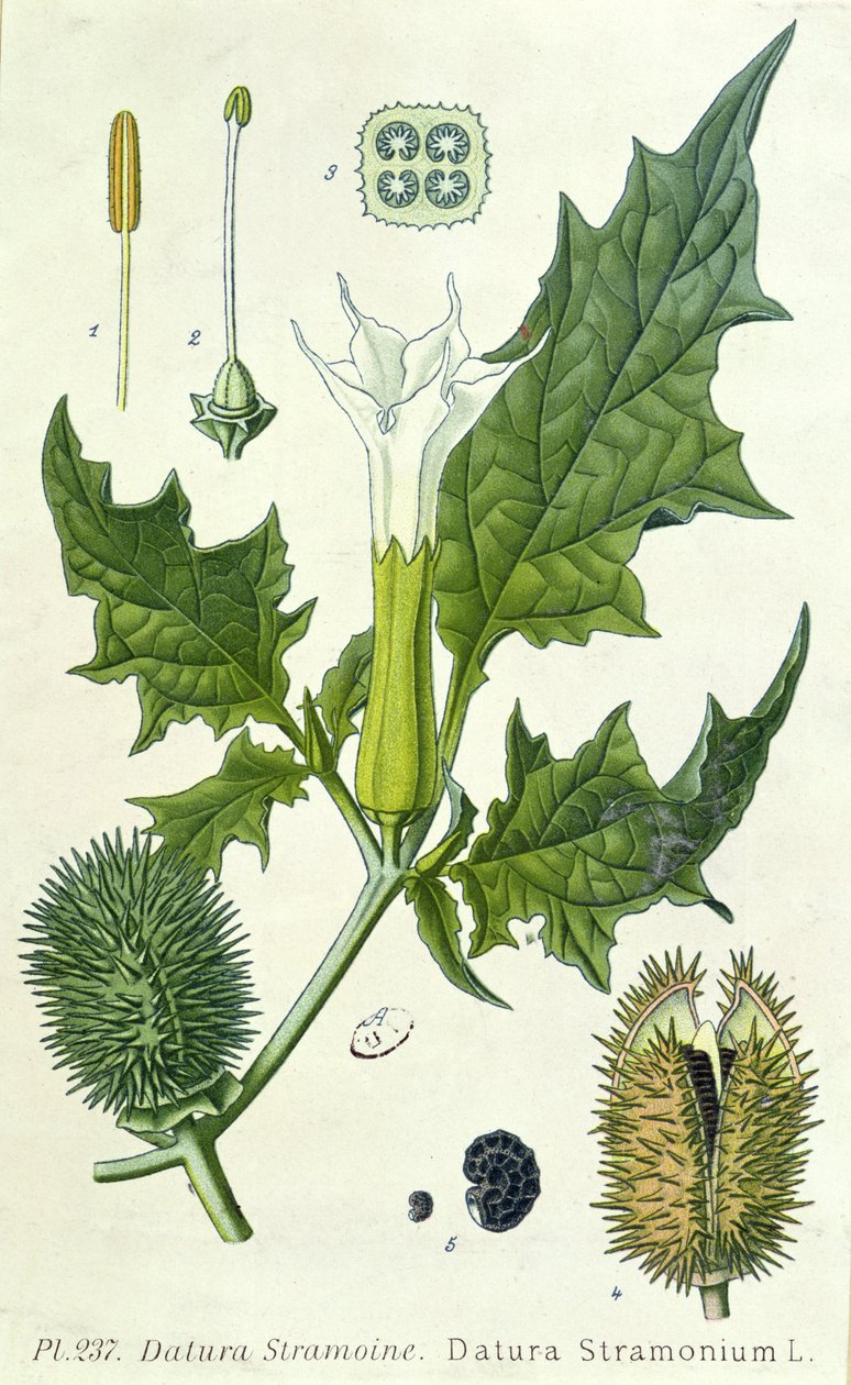 Datura stramonium, botanisk plate av French School