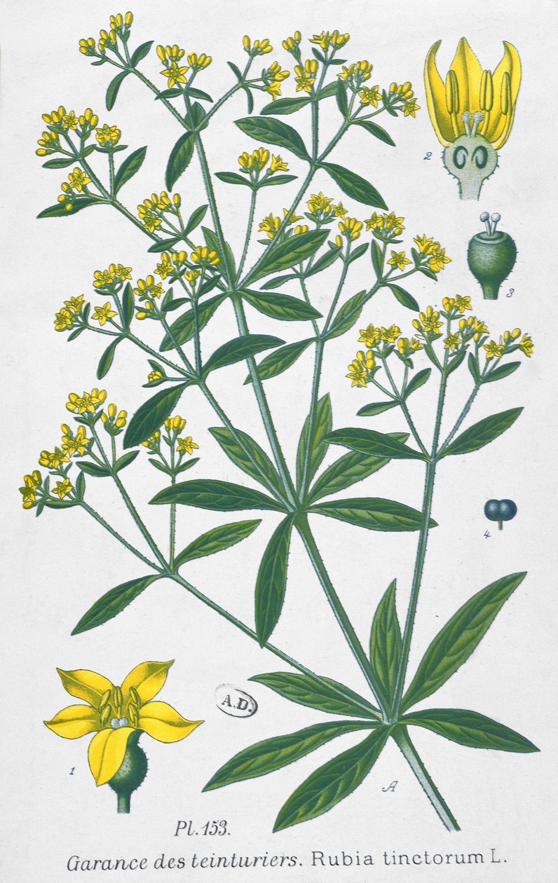 Dyers Madder (Rubia Tinctorum) av French School