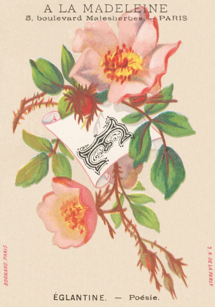 E: Eglantine - Poesi av French School