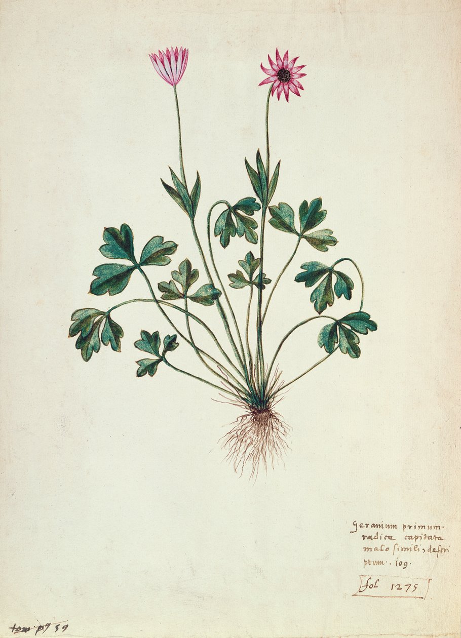 Fol.1275 Geranium (wc på papir) av French School