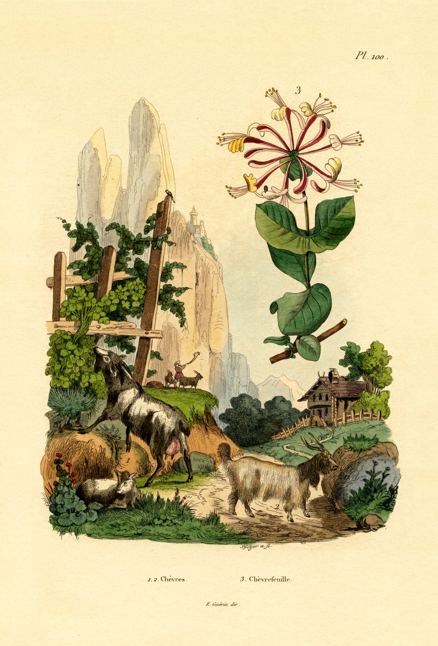 Geiter, 1833-39 av French School