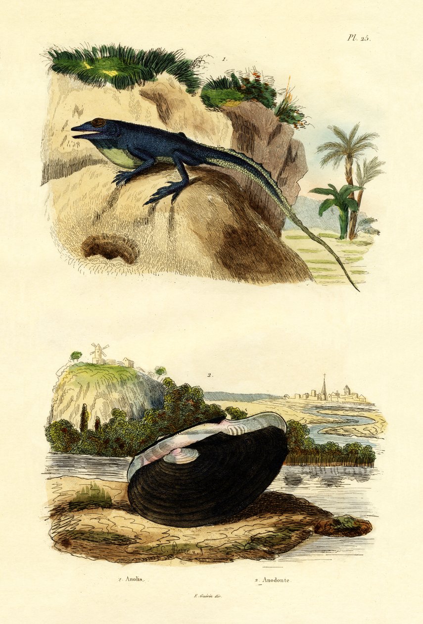 Grønn Anole, 1833-39 av French School