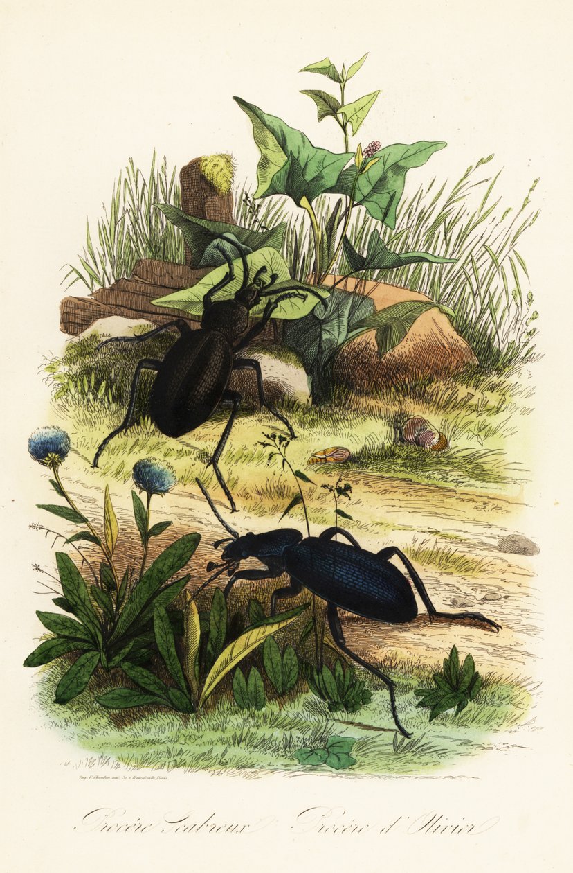 Enorme fiolette jordbiller, Carabus scabrosus av French School