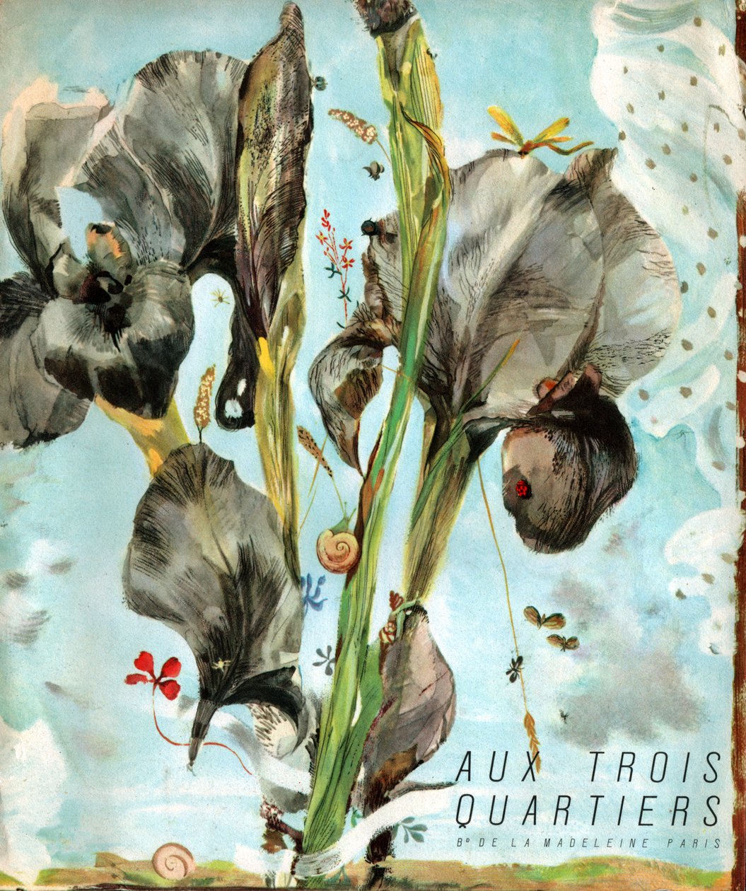 Iris (blomst). (Illustrasjon, ca 1920) av French School