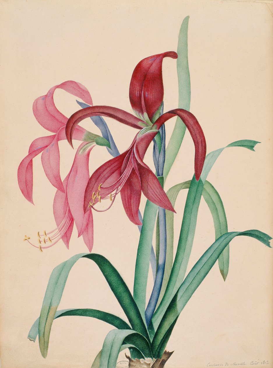 Iris, 1812 av French School