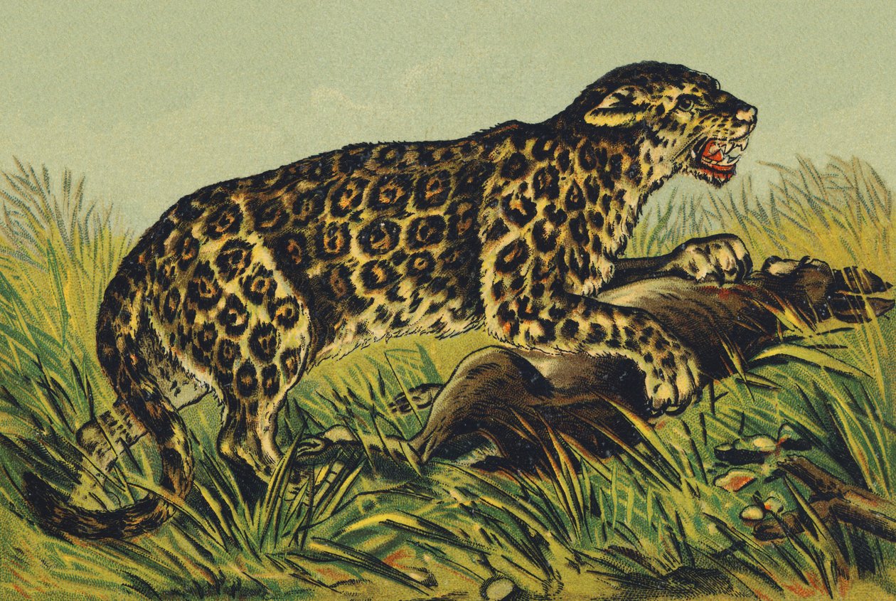 J som Jaguar av French School