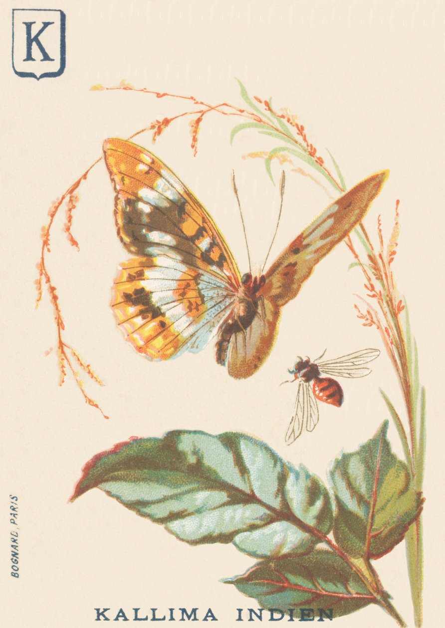 K: Indisk Kallima (Cethosia biblis) av French School