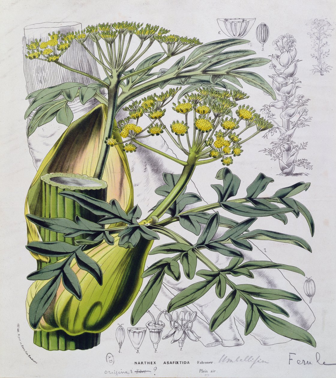 Narthex Asafoetida (fargegravering) av French School