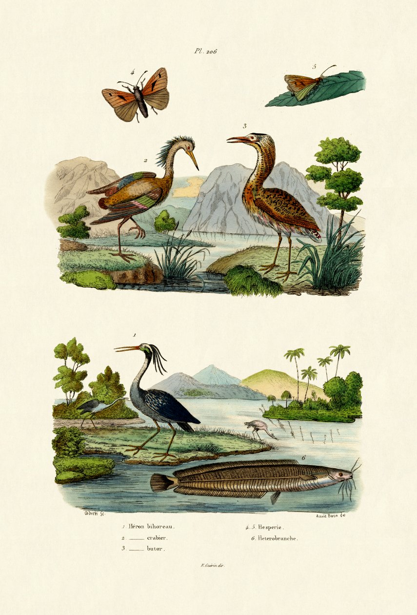 Natthegre, 1833-39 av French School