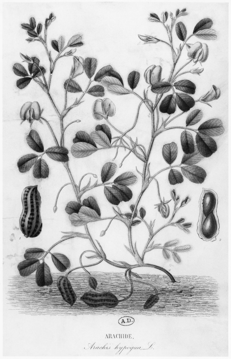 Peanøtt (Arachis hypogaea) av French School