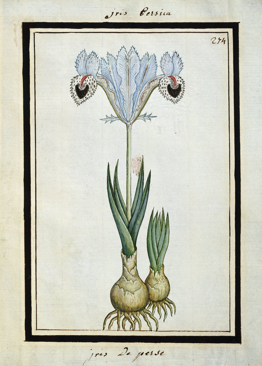 Persisk iris, ca. 1700 av French School