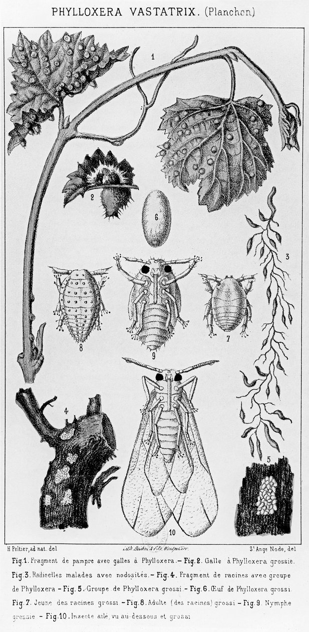 Phylloxera Vastatrix, ca. 1850 av French School