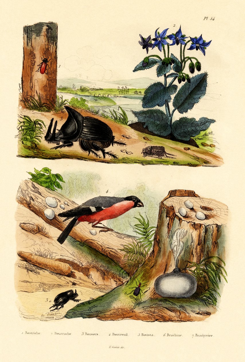 Furusvite, 1833-39 av French School