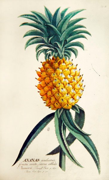 Ananas (farget gravering) av French School