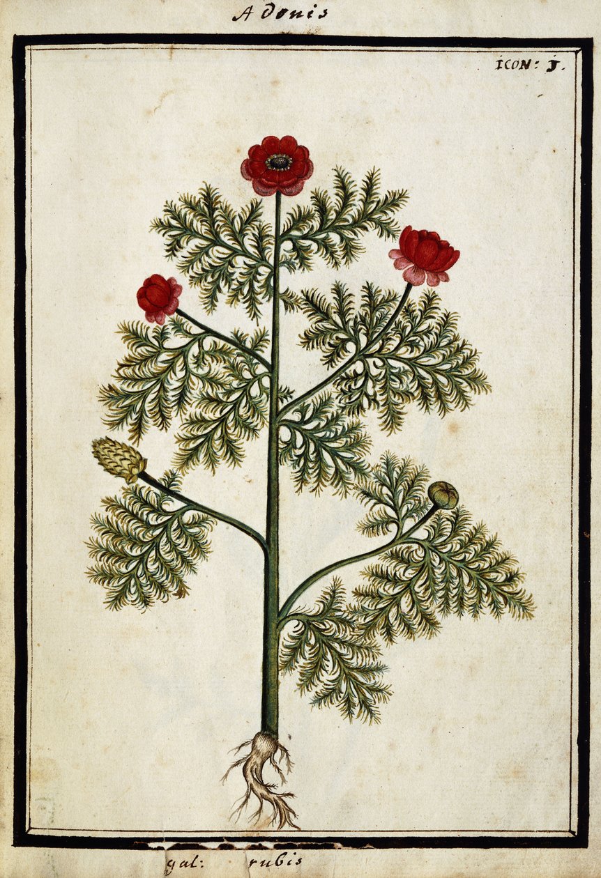 Rød Adonis, ca. 1700 av French School