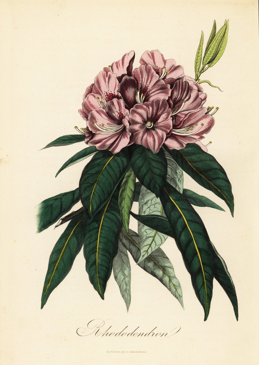 Rhododendron, Rhododendron javanicum av French School
