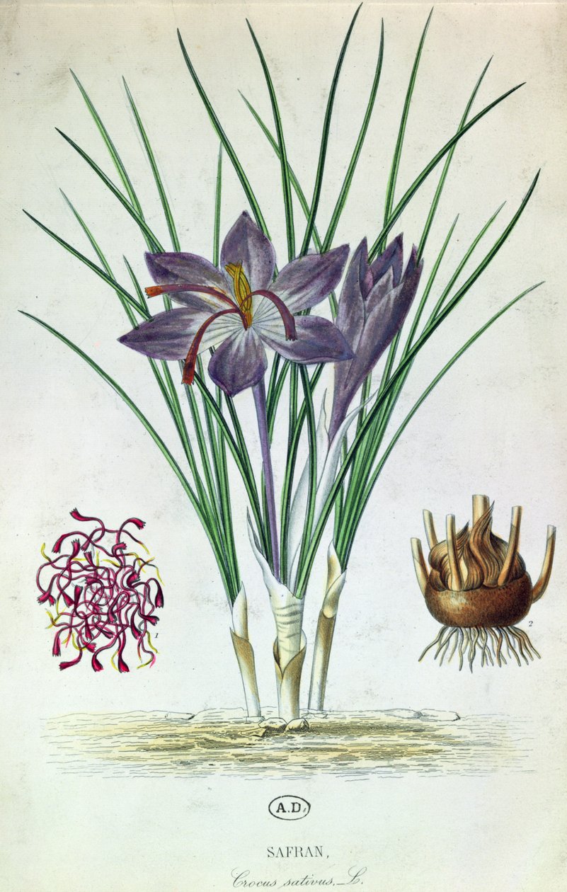Safran (Crocus Sativus) av French School