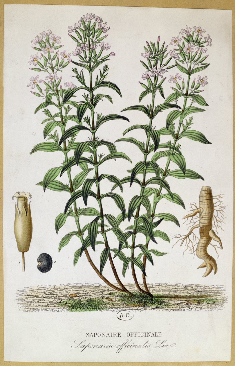 Saponaria officinalis, 1800-tallet (fargegravering) av French School