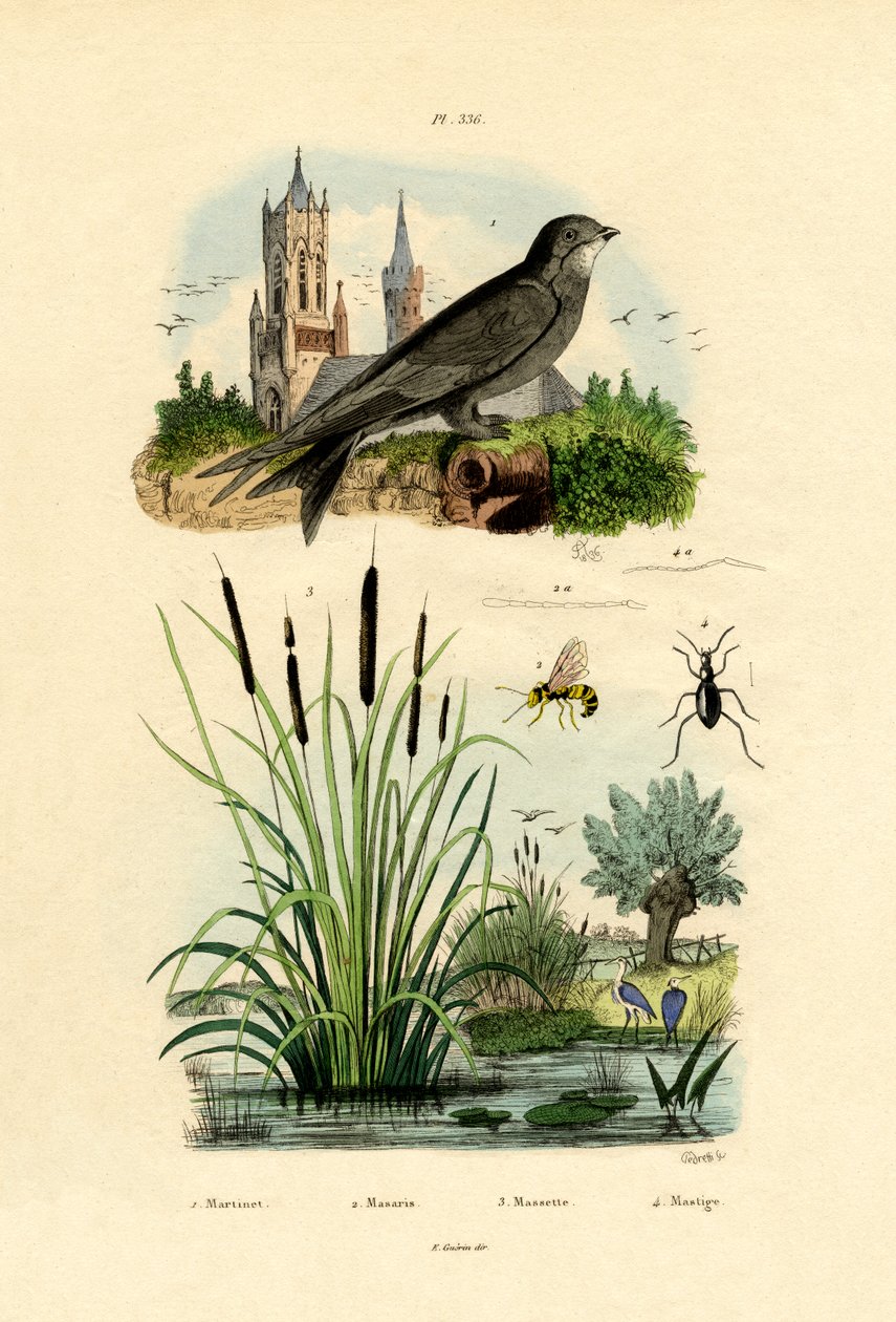 Swift, 1833-39 av French School