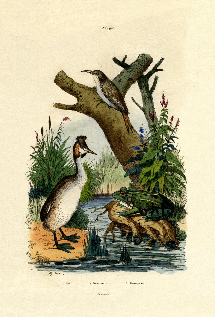 Padde, 1833-39 av French School