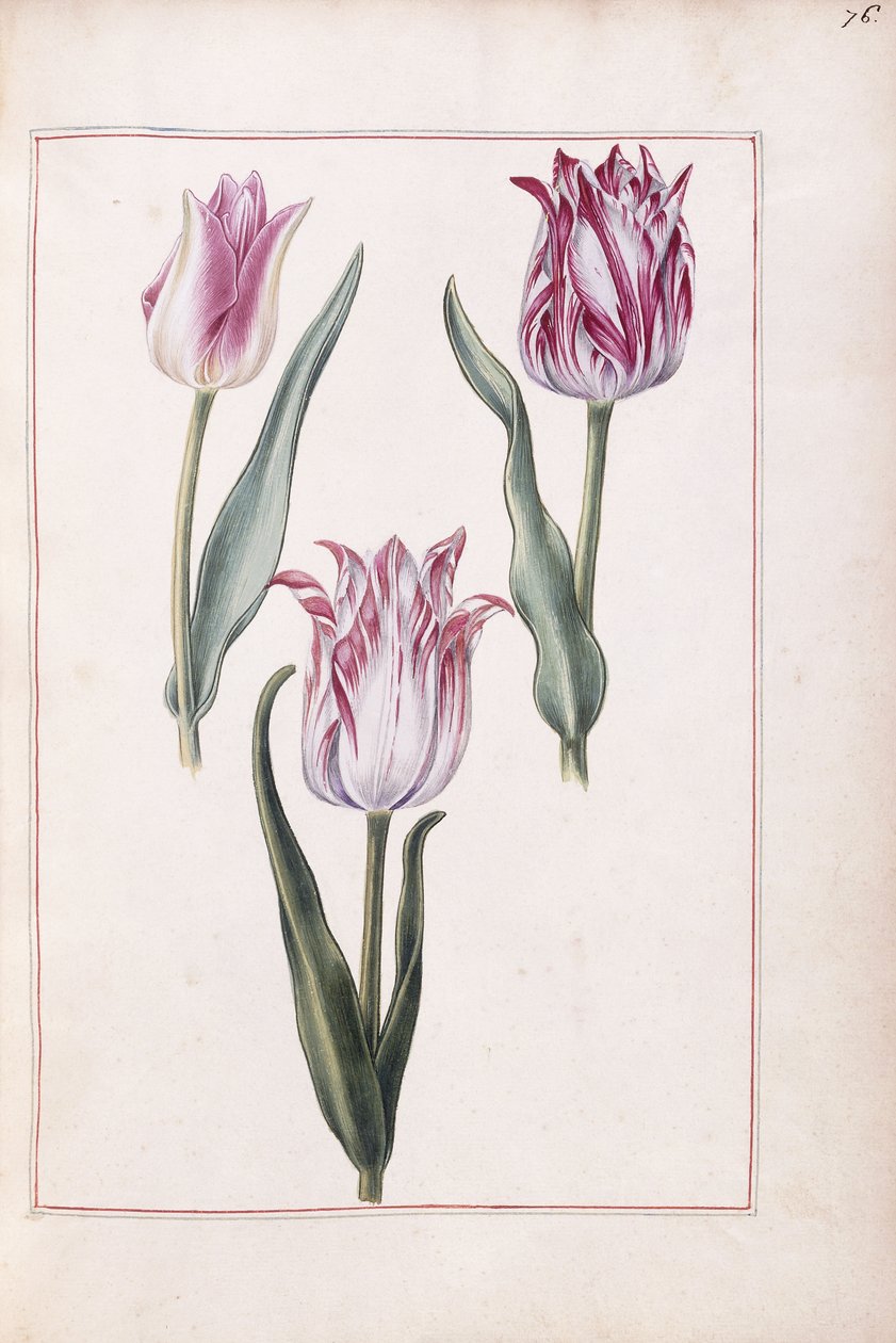 Tulipaner, 1700-tallet av French School