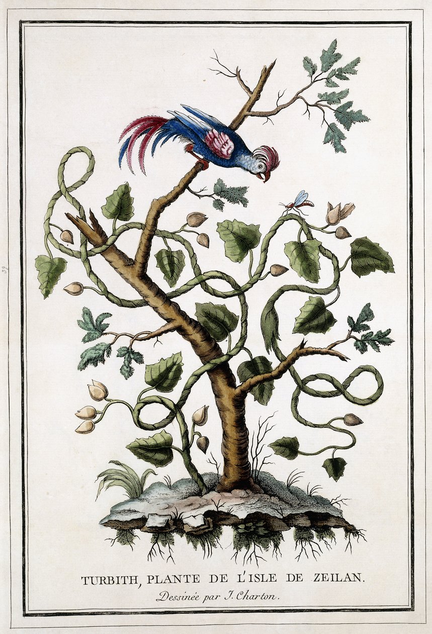 Turbith, plante fra øya Zeilan, 1784 av French School