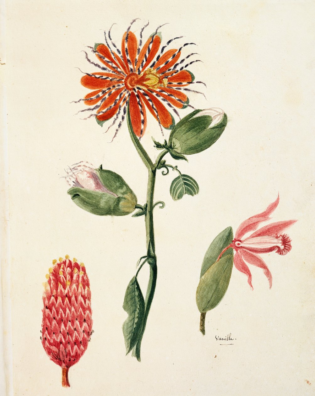 Vaniljeorkide (vanilla planifolia) av Lejeune av French School