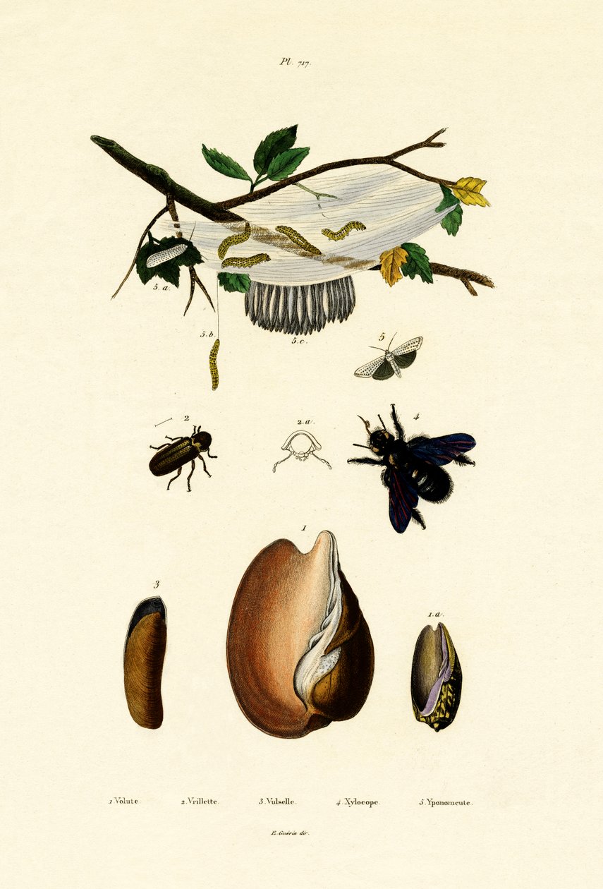 Volute Shell, 1833-39 av French School