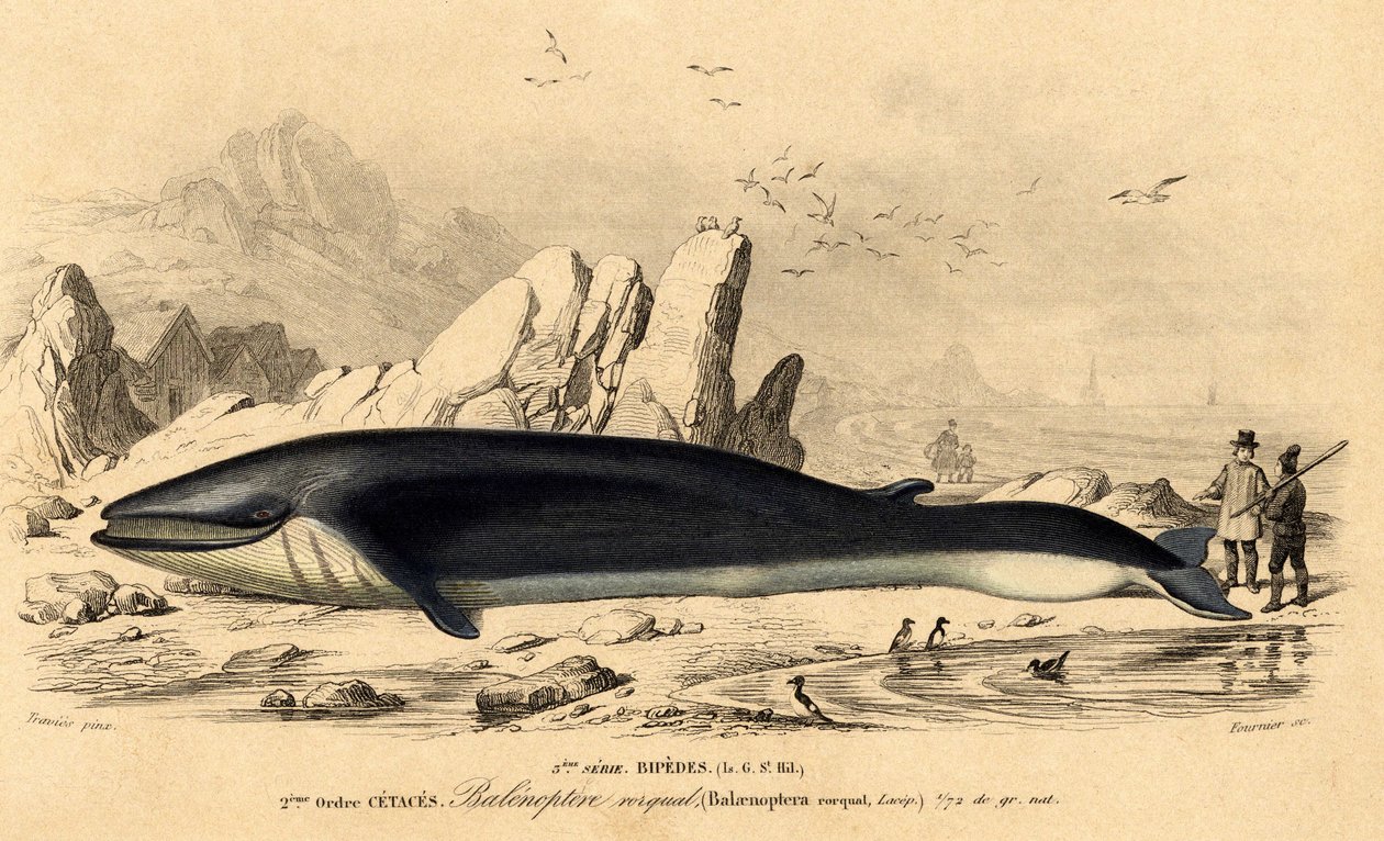 Hval eller baleinoptere (Balaenoptera rorqual) av French School