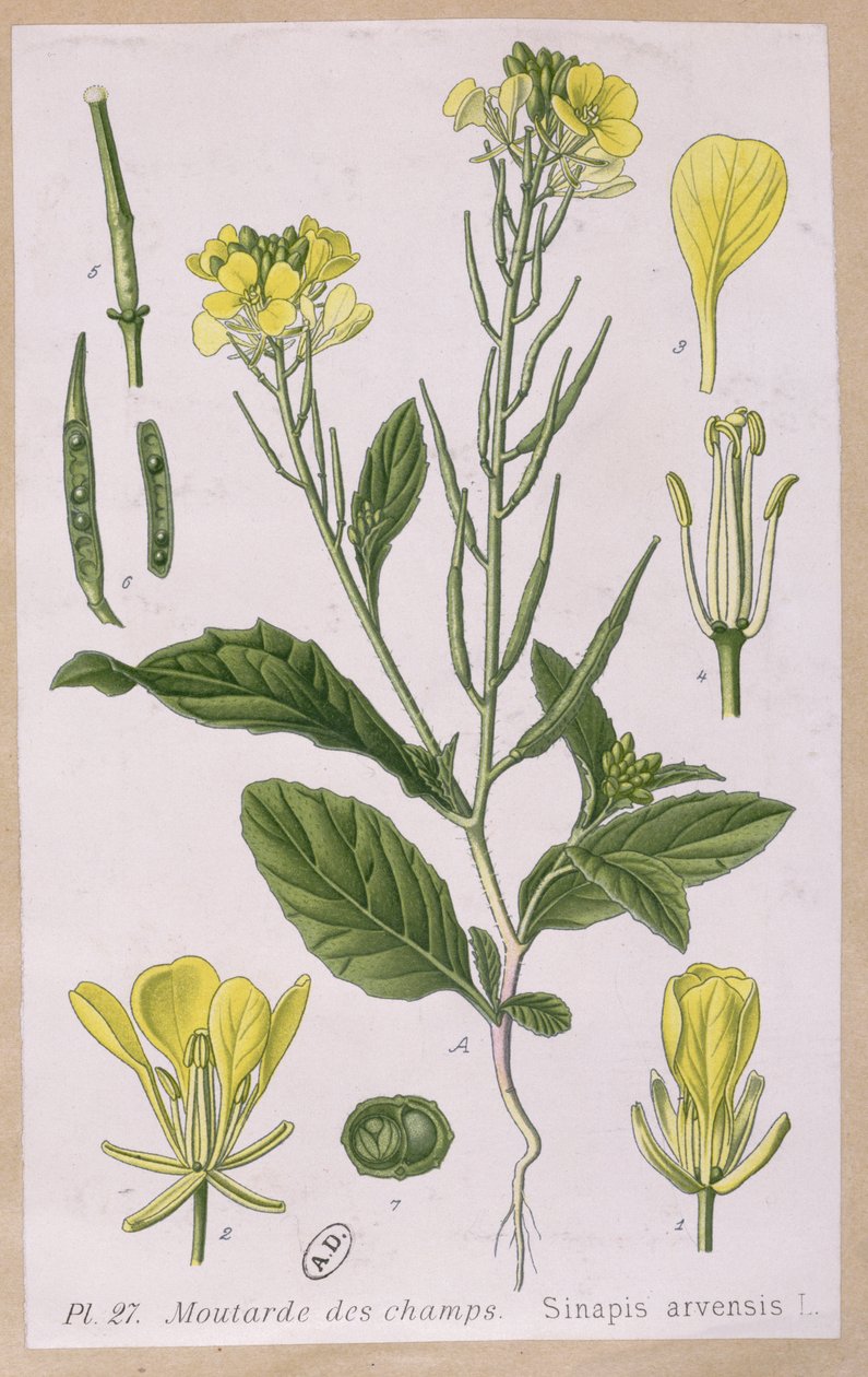 Villsennep (Sinapis Arvensis) av French School