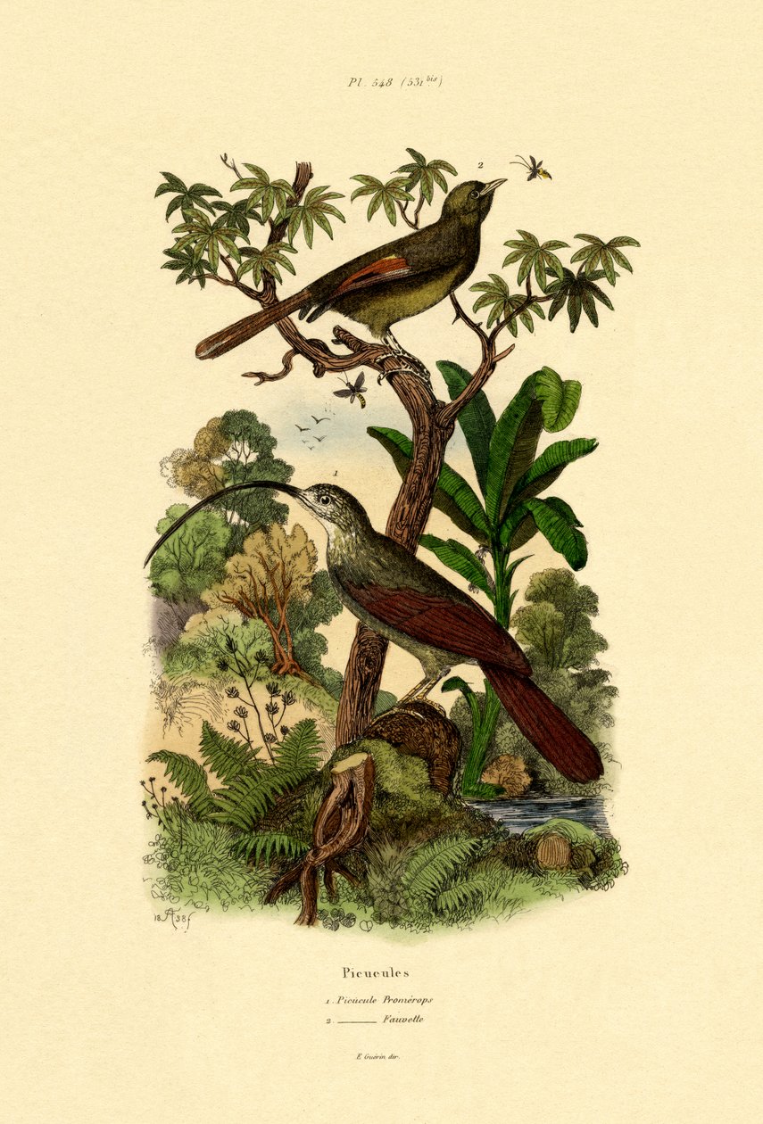 Vedkryper, 1833-39 av French School