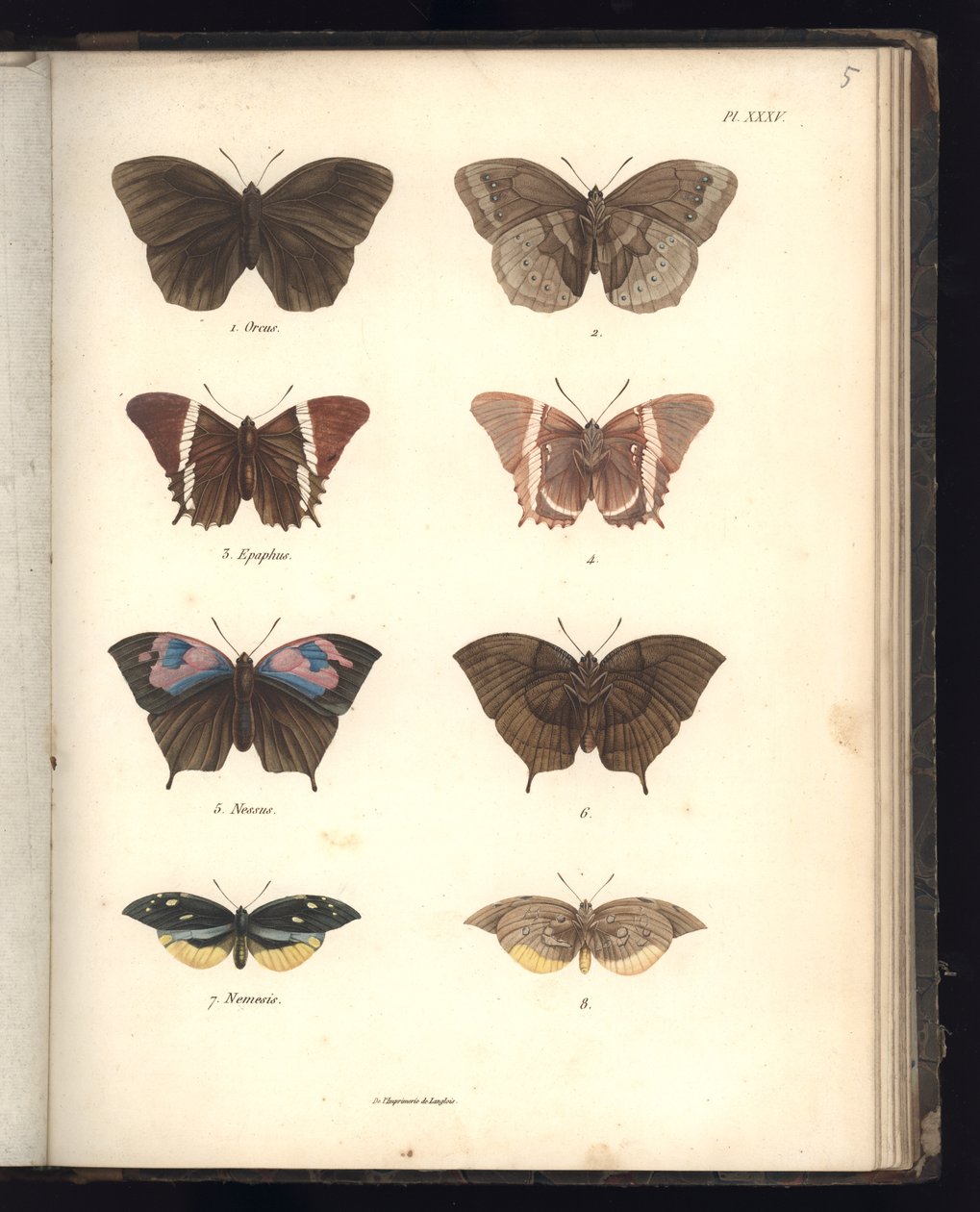 Lepidoptera, Pl. XXXV, illustrasjon fra 