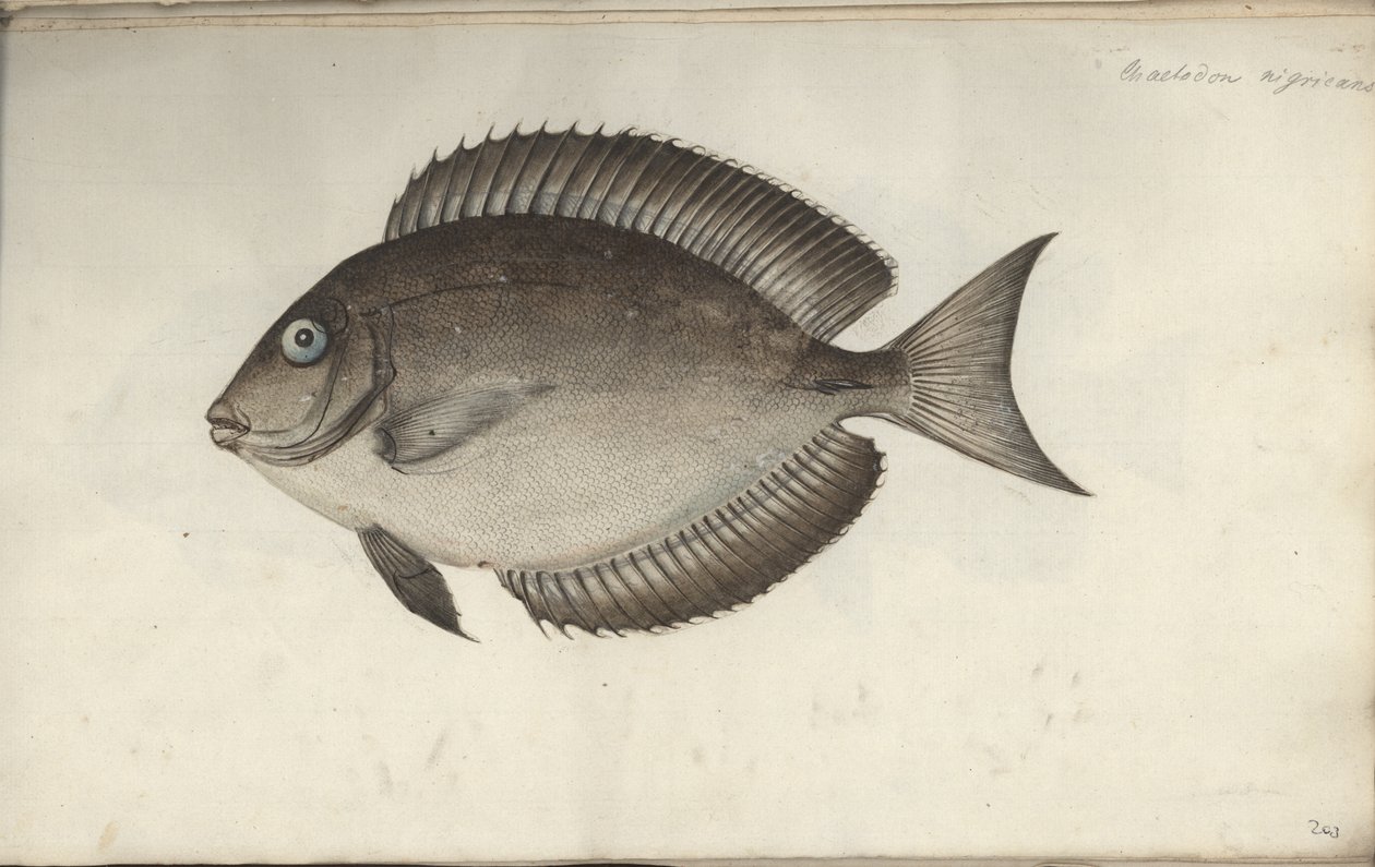 Chaetodon nigricans, før 1787 av Friedrich August Kruger