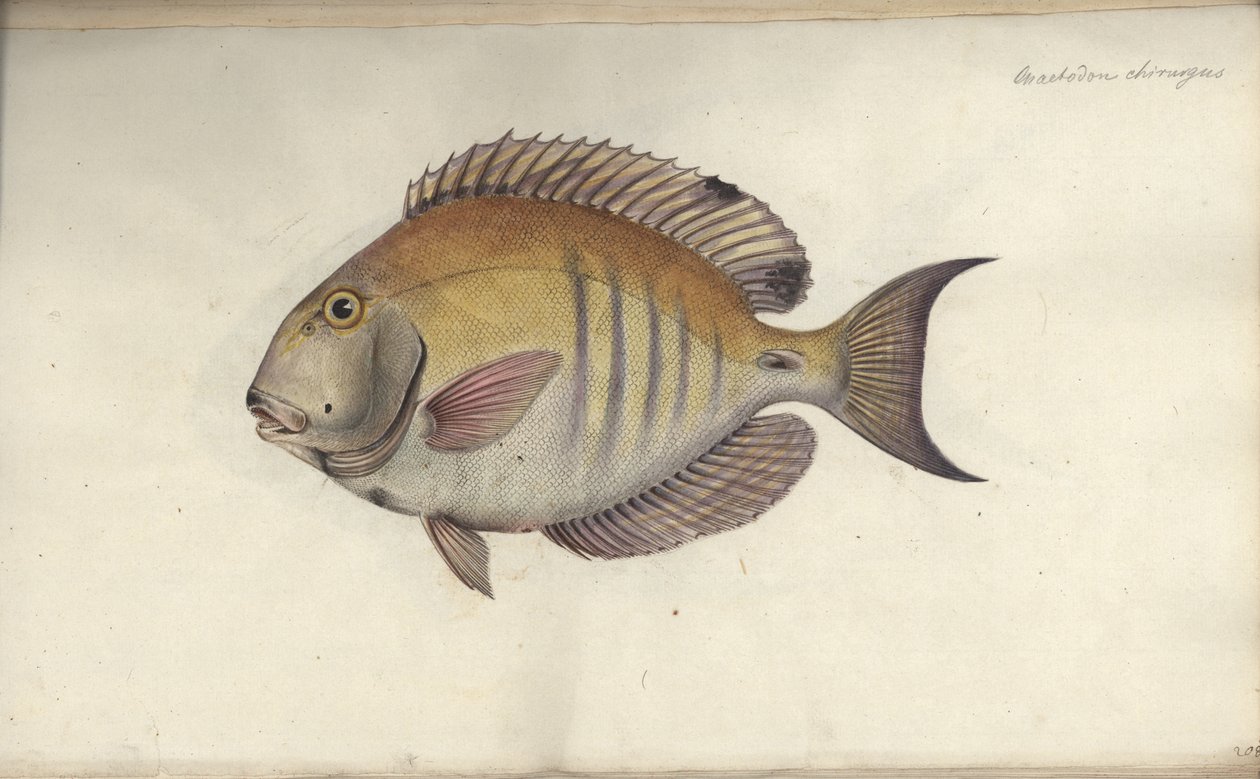 Chaetodon chirurgus, før 1787 av Friedrich August Kruger