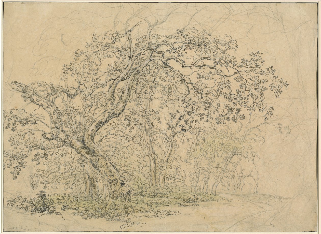 Grove of Trees [verso] av Friedrich Salathé