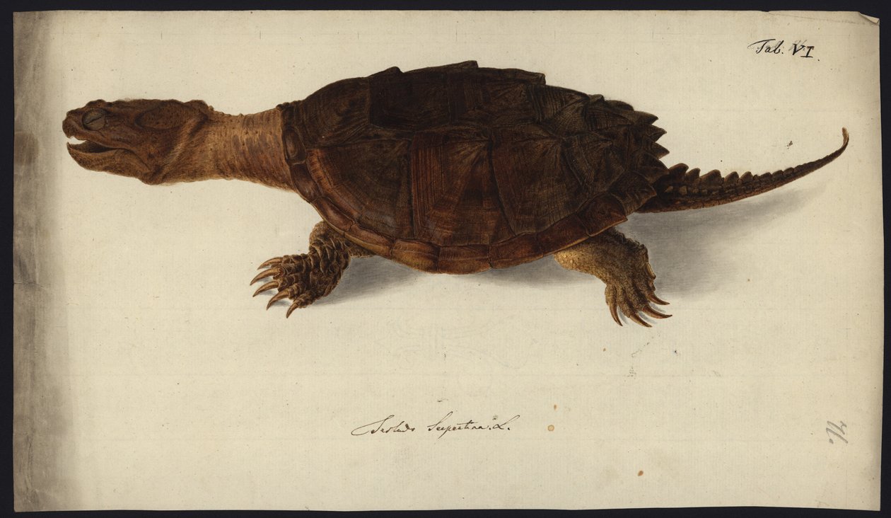 Chelydra serpentina, før 1792 av Friedrich Wilhelm Wunder