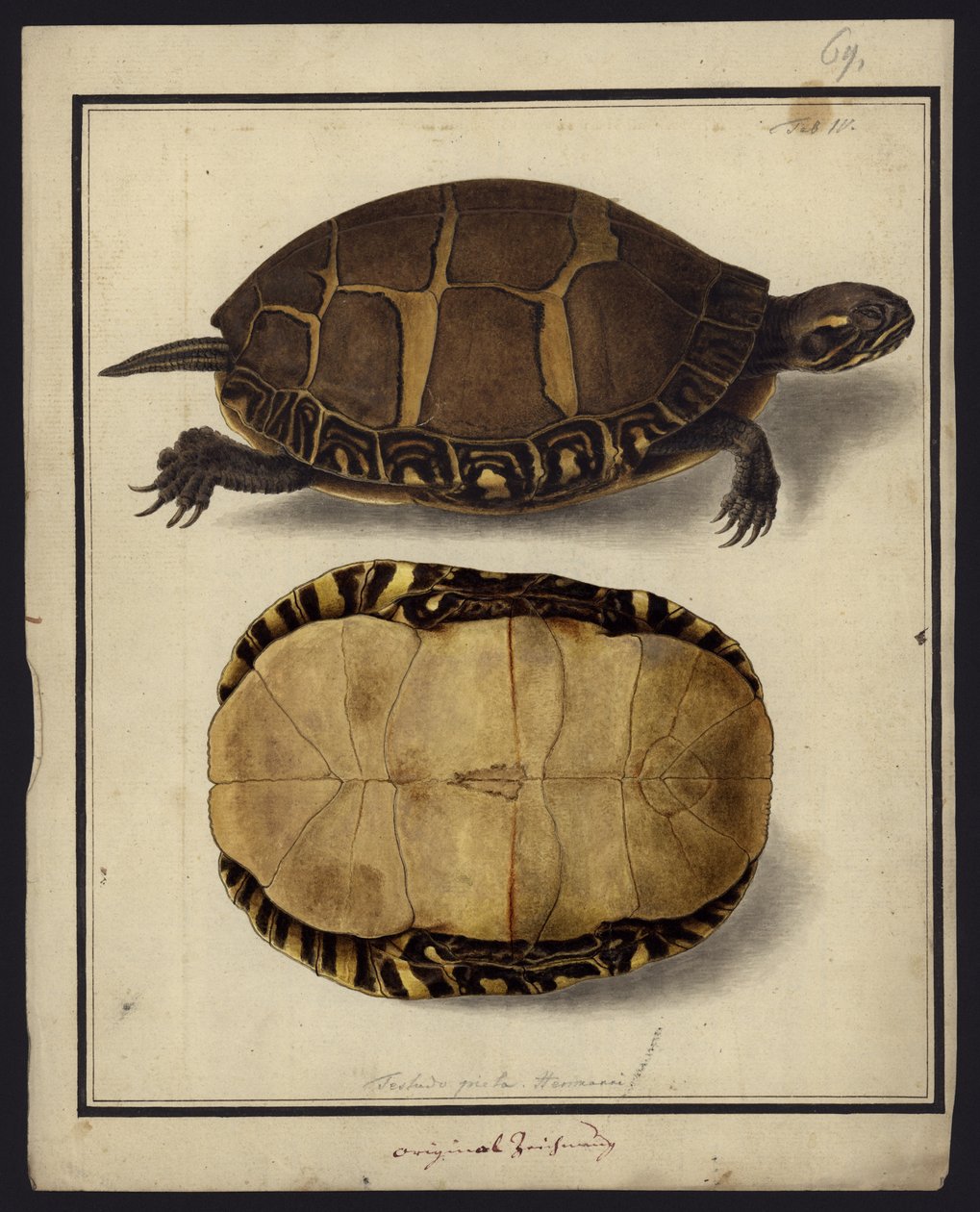 Chrysemys picta, før 1792 av Friedrich Wilhelm Wunder